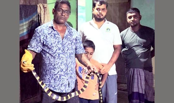 শ্রীমঙ্গলে বাসার বারান্দা থেকে বিষাক্ত শঙ্খিনী সাপ উদ্ধার