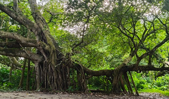 কালীগঞ্জে শতবর্ষের সাক্ষী বটবৃক্ষ মৃত্যুর প্রহর নেয় সংরক্ষণের উদ্যোগ