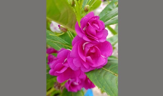 ‘Touch-me-not’  দোপাটি ফুলের মুগ্ধকর সৌন্দর্য