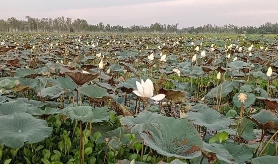মুগ্ধতার আরেক নাম নাগেশ্বরীর ডাকনিরপাট পদ্মবিল