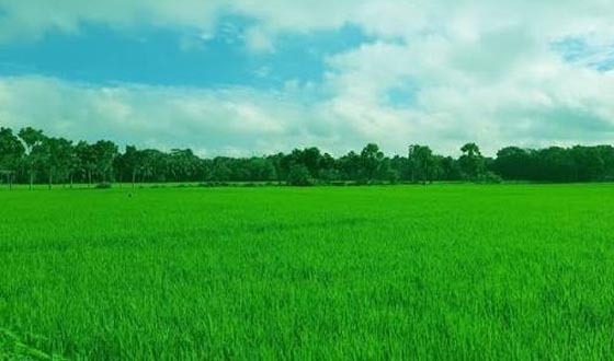 কাহারোলে সবুজের সমারোহ ঢেউ খাচ্ছে আমন ধানের ক্ষেত