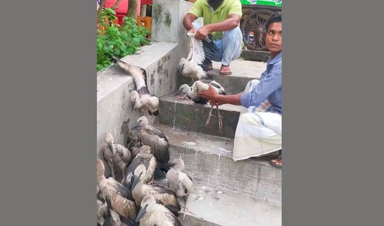বাঘায় ২০টি শামুকখোল উদ্ধার, ৩ জনের জরিমানা ও কারাদন্ড