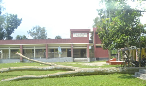 কাহারোলে মাঠে গাছ পড়ে থাকায় শিক্ষার্থীরা খেলাধুলা হতে বঞ্চিত